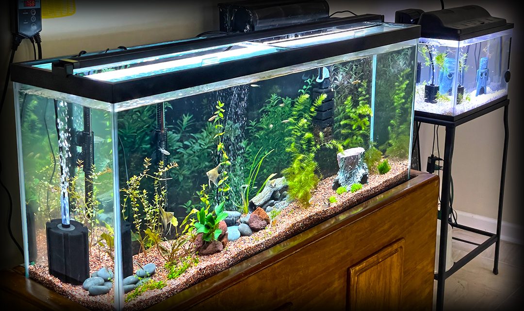 Aquarium Equipment Supplies Aquarium Directory