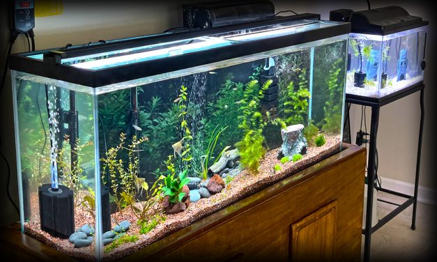 Aquarium Equipment & Supplies