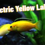 Electric Yellow Lab Cichlids,