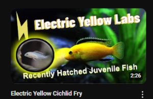 Electric Yellow Cichlid Fry